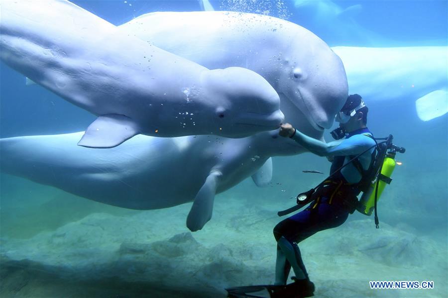 CHINA-GUANGDONG-ZHUHAI-BELUGA (CN)