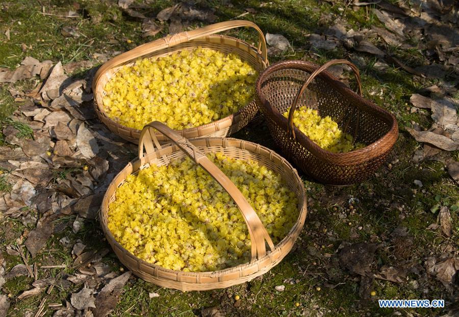 CHINA-ZHEJIANG-ANJI-WINTERSWEET TEA (CN)