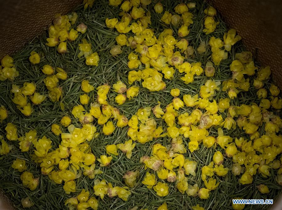 CHINA-ZHEJIANG-ANJI-WINTERSWEET TEA (CN)