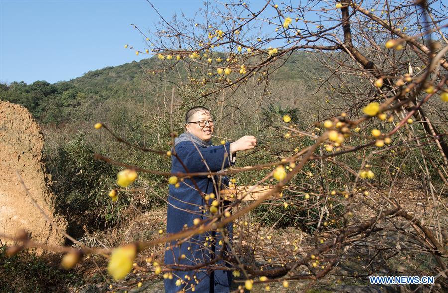 CHINA-ZHEJIANG-ANJI-WINTERSWEET TEA (CN)