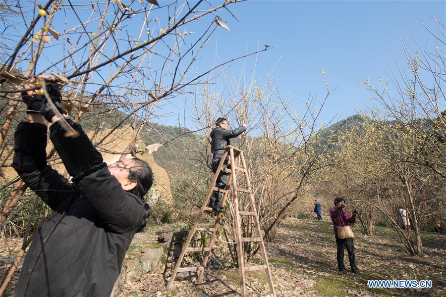CHINA-ZHEJIANG-ANJI-WINTERSWEET TEA (CN)