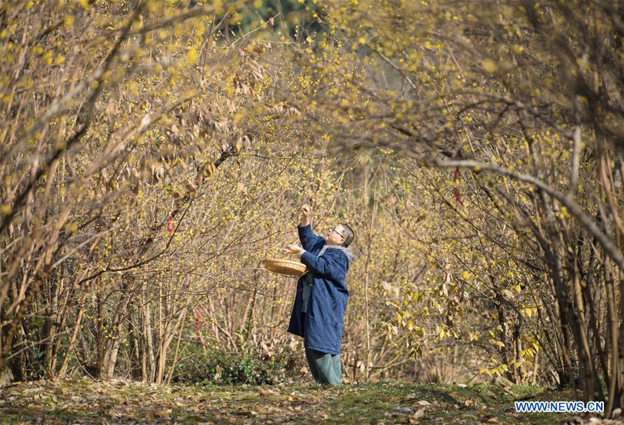 CHINA-ZHEJIANG-ANJI-WINTERSWEET TEA (CN)