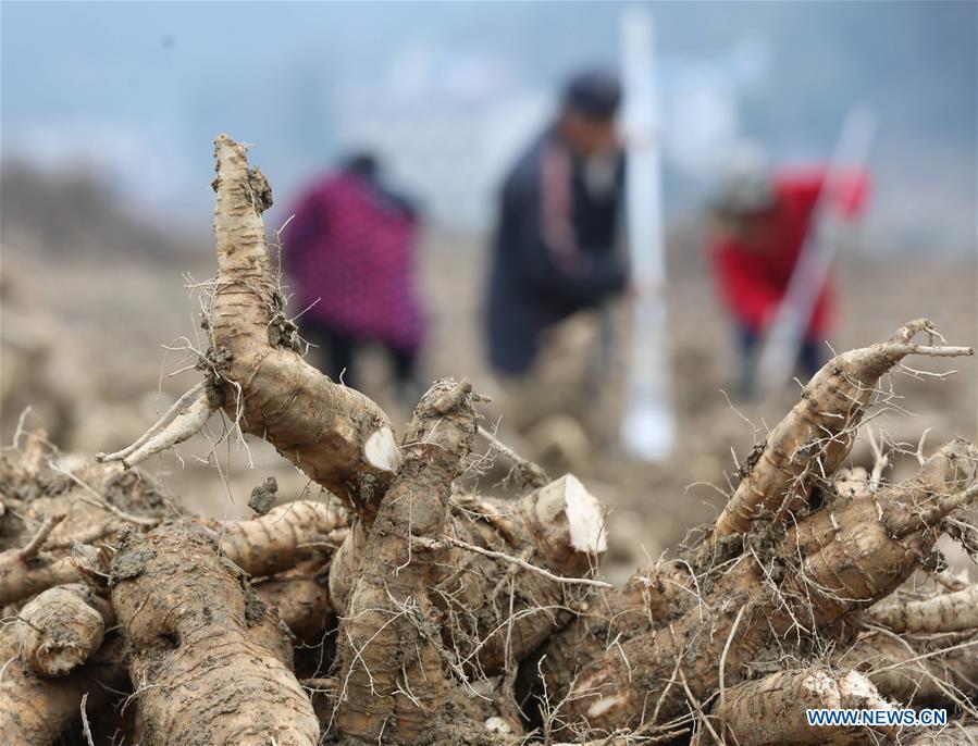 #CHINA-HUNAN-ZHANGJIAJIE-AGRICULTURE (CN)