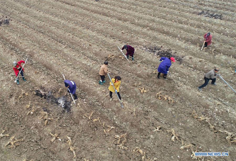 #CHINA-HUNAN-ZHANGJIAJIE-AGRICULTURE (CN)