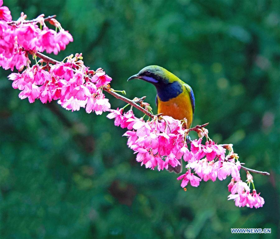 CHINA-FUZHOU-FLOWERS-BIRD (CN)
