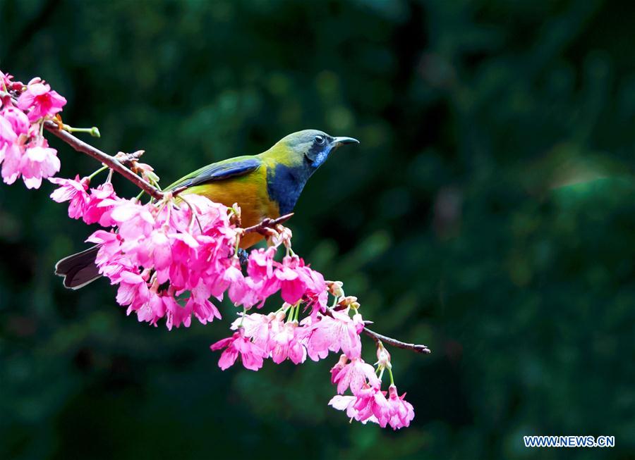CHINA-FUZHOU-FLOWERS-BIRD (CN)