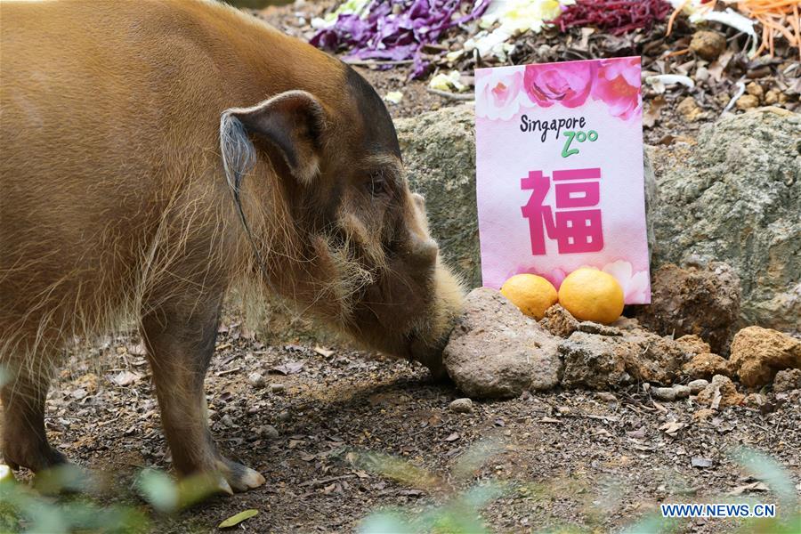 SINGAPORE-ZOO-YEAR OF THE PIG-DECORATIONS