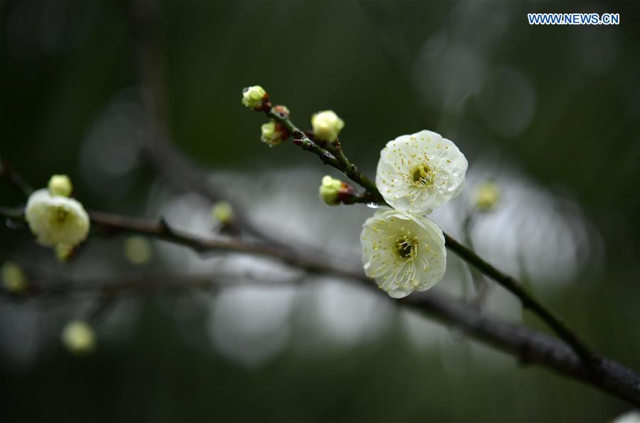#CHINA-HUBEI-PLUM FLOWERS (CN)