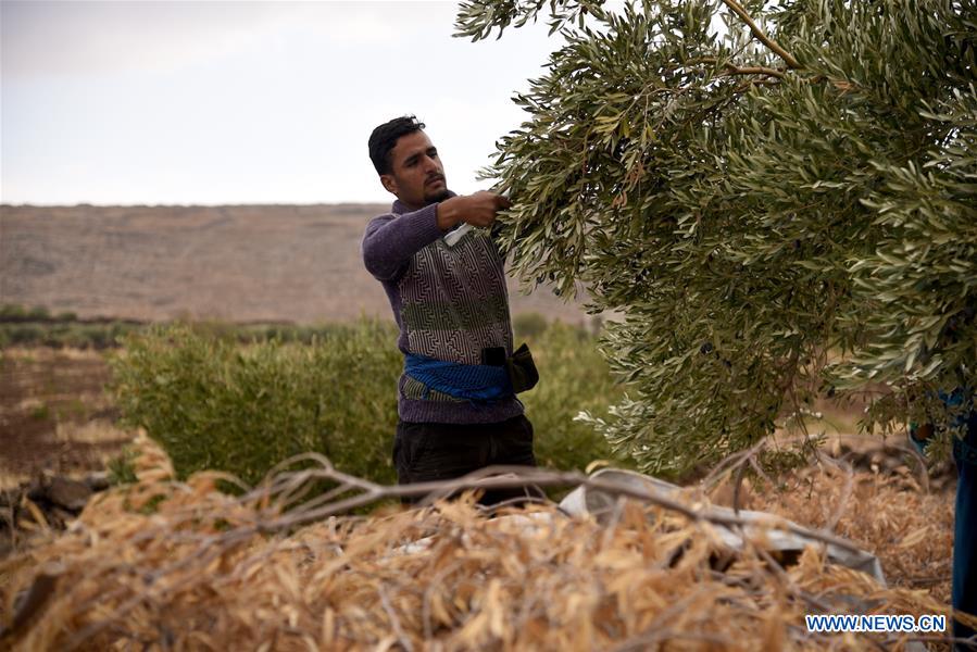 SYRIA-SWEIDA-OLIVE-HARVEST