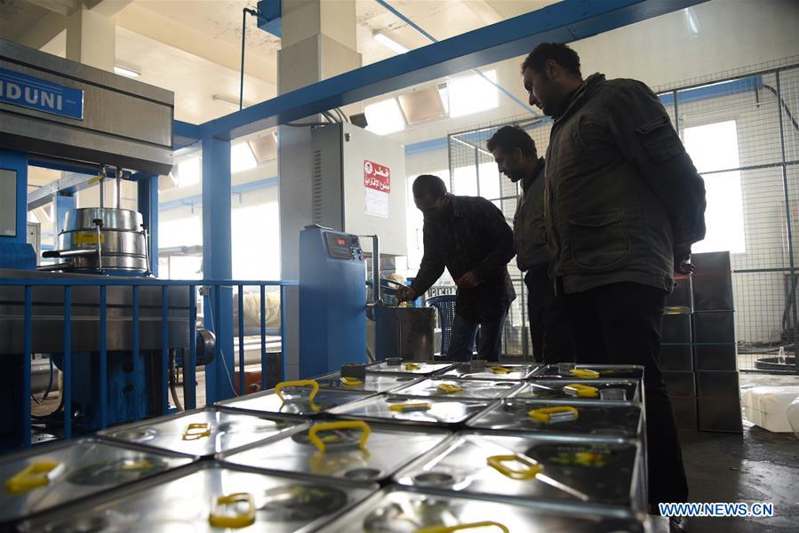 SYRIA-SWEIDA-OLIVE-HARVEST