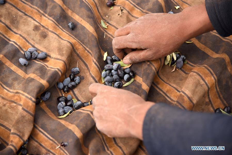 SYRIA-SWEIDA-OLIVE-HARVEST