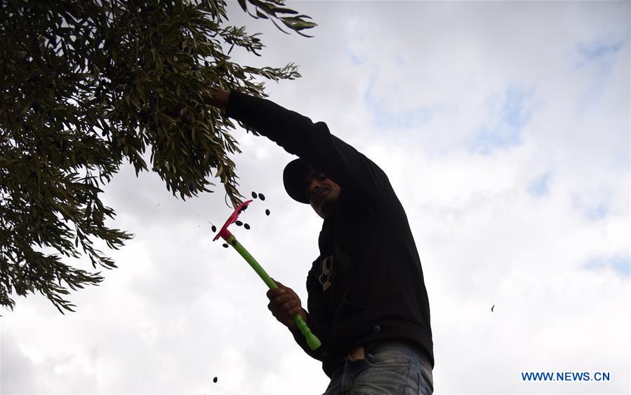 SYRIA-SWEIDA-OLIVE-HARVEST