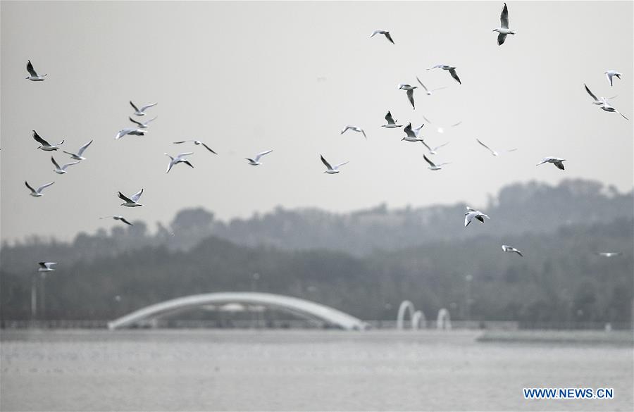 IRAN-TEHRAN-CHITGAR LAKE-LIFE