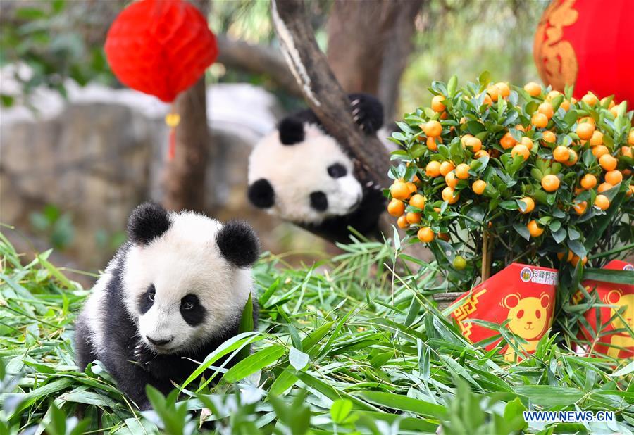 CHINA-GUANGZHOU-GIANT PANDA-SPRING FESTIVAL (CN)