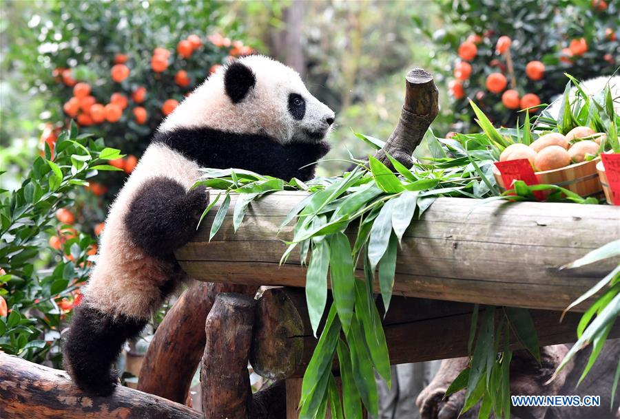 CHINA-GUANGZHOU-GIANT PANDA-SPRING FESTIVAL (CN)