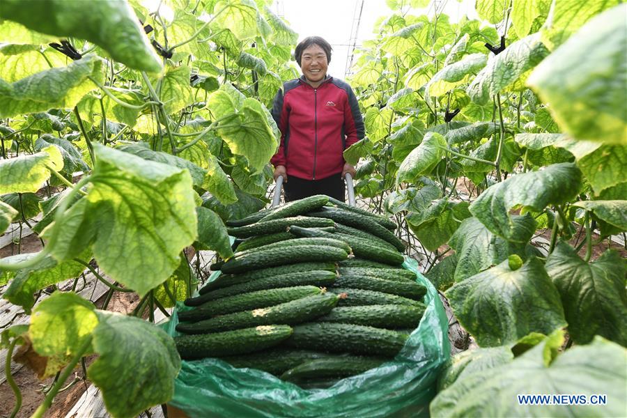 CHINA-HEBEI-LAOTING-VEGETABLES (CN)