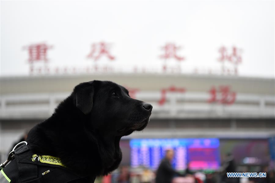 CHINA-CHONGQING-SPRING FESTIVAL-POLICE DOG (CN)