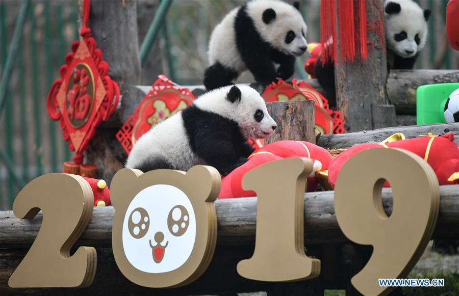CHINA-SICHUAN-GIANT PANDA-SPRING FESTIVAL (CN)
