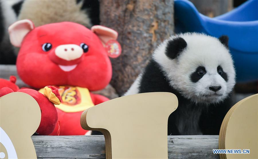 CHINA-SICHUAN-GIANT PANDA-SPRING FESTIVAL (CN)