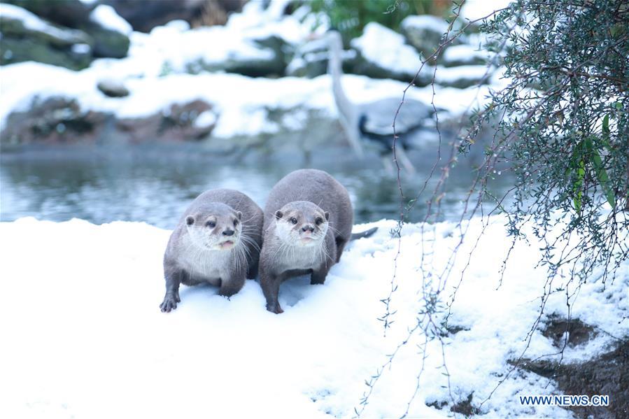 BRITAIN-LONDON-ZSL LONDON ZOO-SNOW