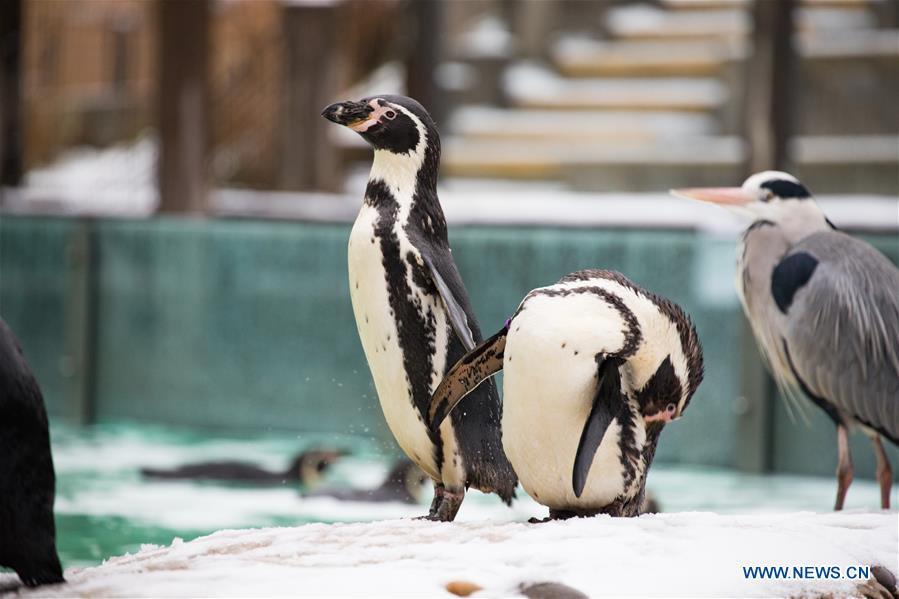 BRITAIN-LONDON-ZSL LONDON ZOO-SNOW