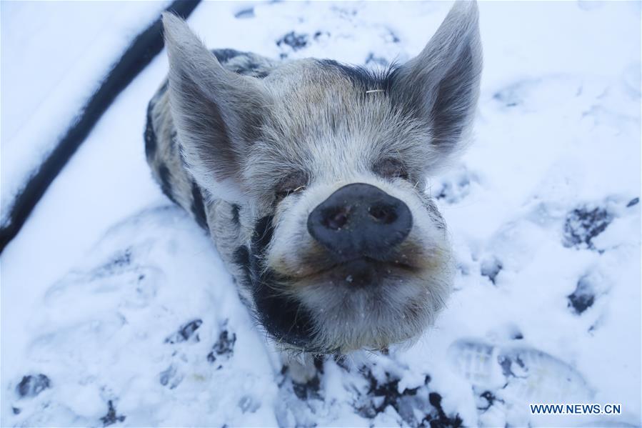 BRITAIN-LONDON-ZSL LONDON ZOO-SNOW