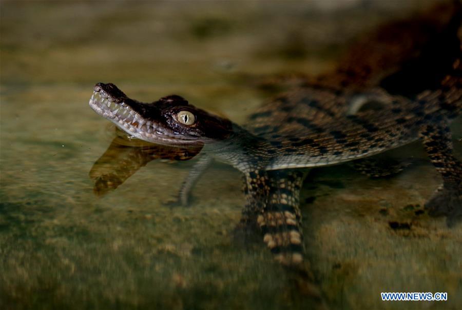 MYANMAR-YANGON-CROCODILE FARM