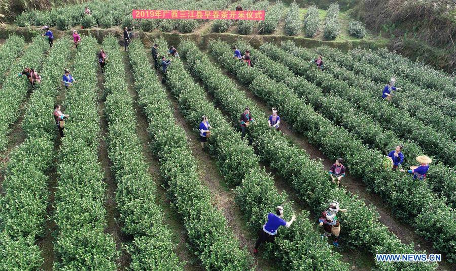 #CHINA-GUANGXI-SANJIANG-SPRING TEA (CN)