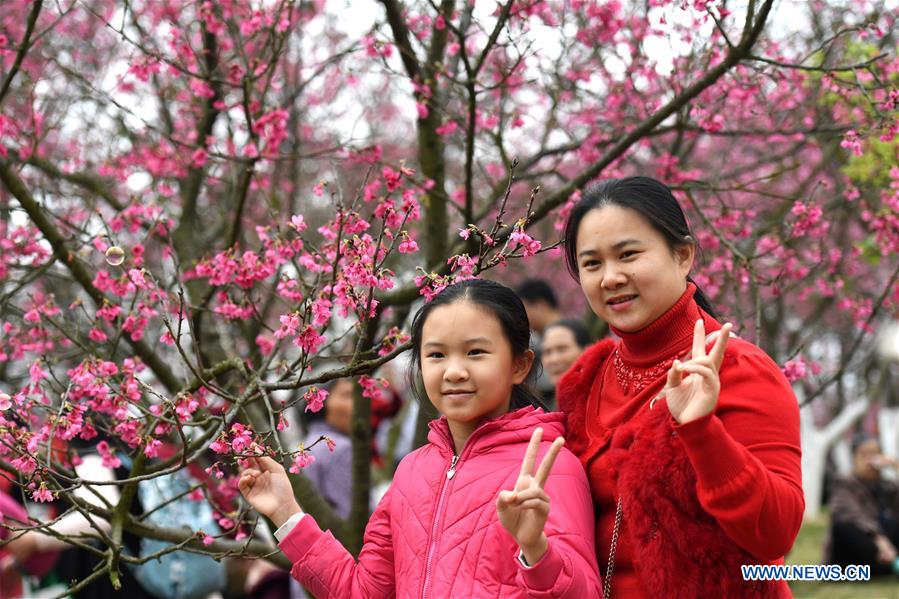CHINA-GUANGXI-SPRING FESTIVAL-CHERRY FLOWER (CN)