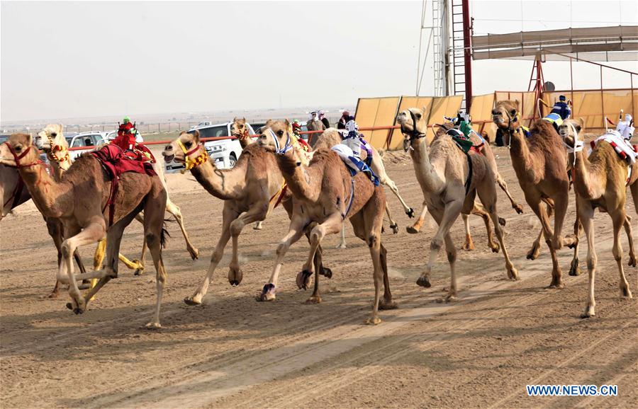 (SP)KUWAIT-AL AHMADI GOVERNORATE-CAMEL RACE