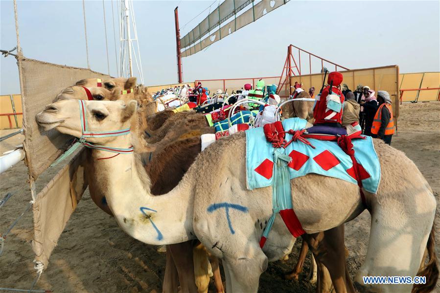 (SP)KUWAIT-AL AHMADI GOVERNORATE-CAMEL RACE