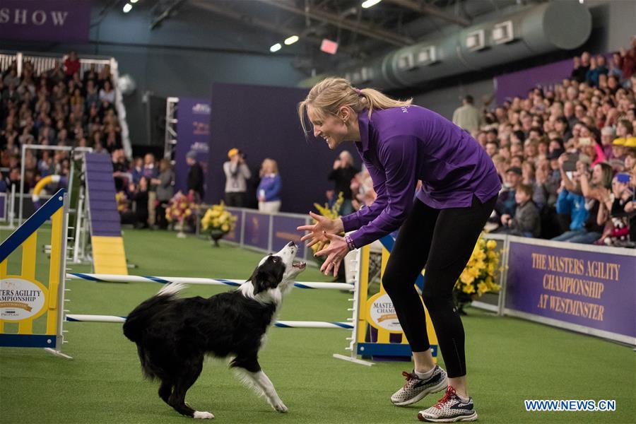 dog agility shows 2019