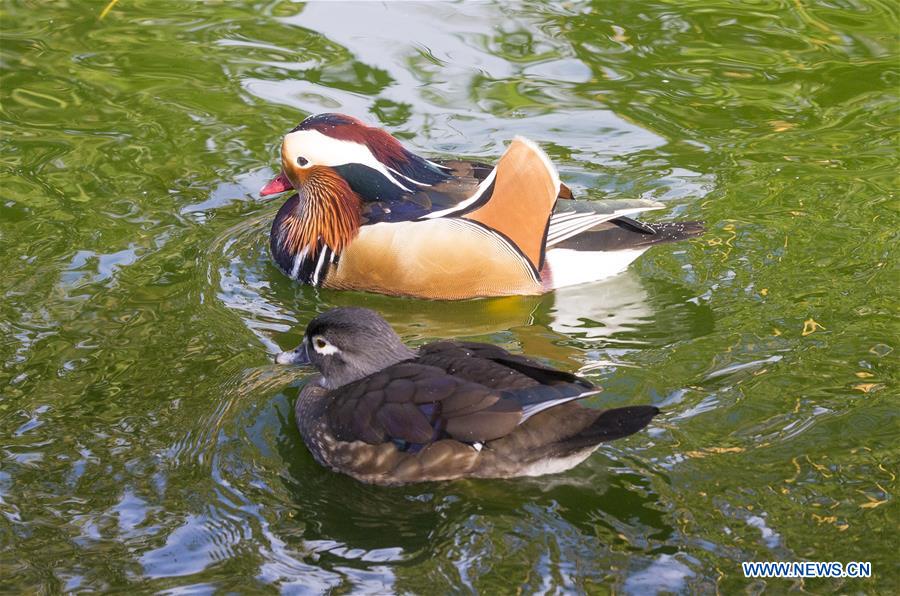 SWITZERLAND-GENEVA-WARMTH