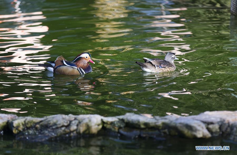 SWITZERLAND-GENEVA-WARMTH