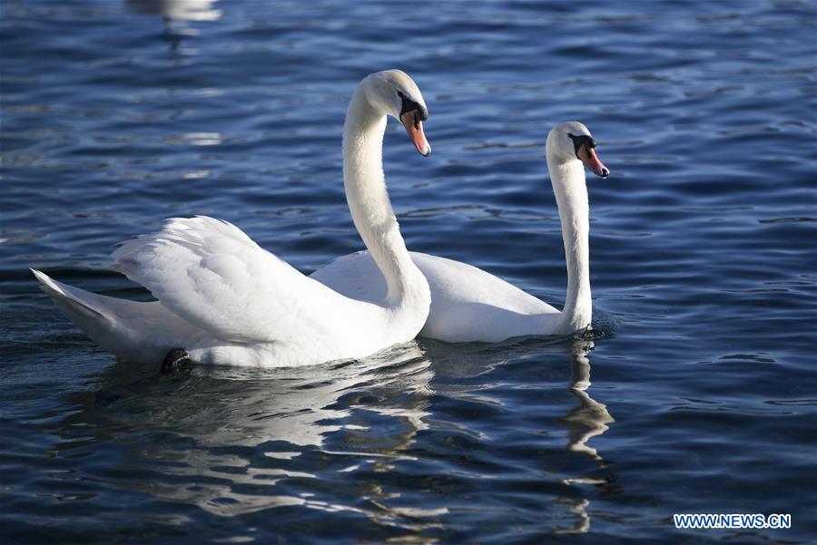 SWITZERLAND-GENEVA-WARMTH