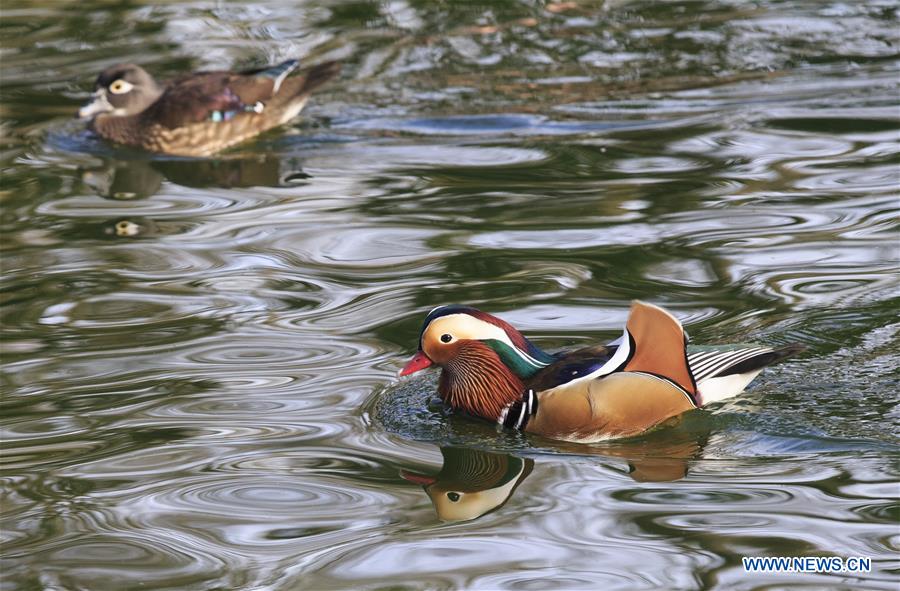 SWITZERLAND-GENEVA-WARMTH