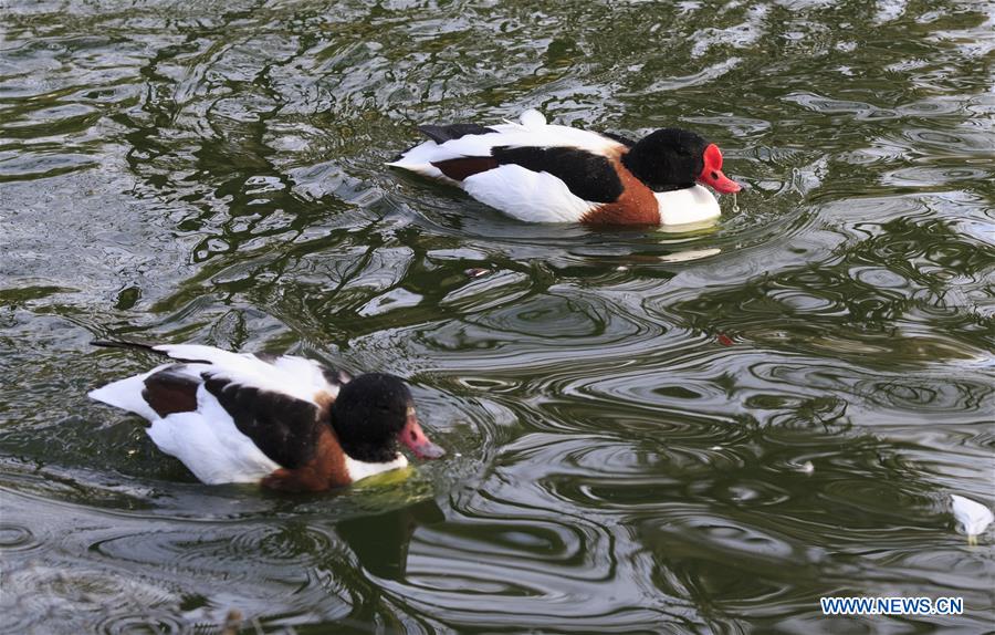 SWITZERLAND-GENEVA-WARMTH