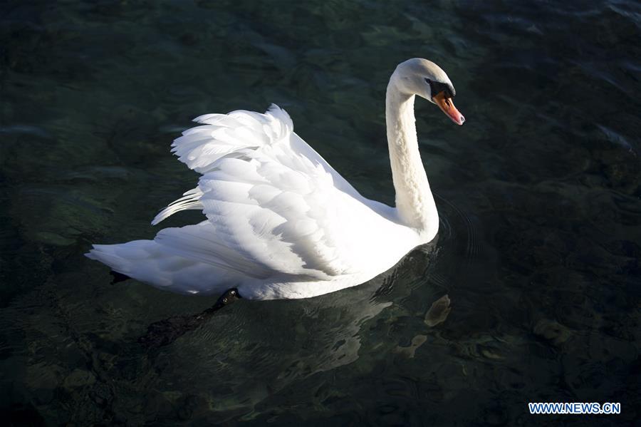 SWITZERLAND-GENEVA-WARMTH