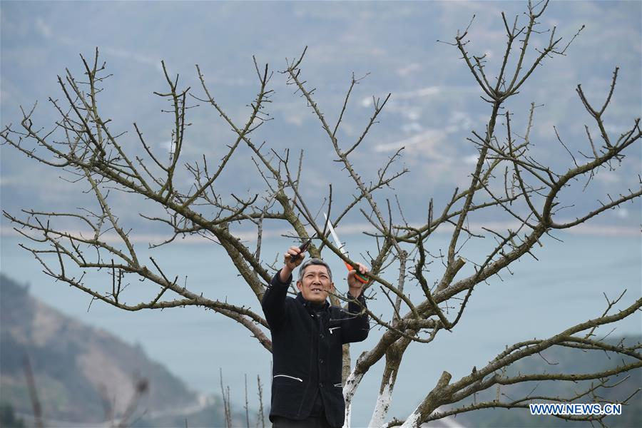 CHINA-CHONGQING-PLUM TREE (CN)