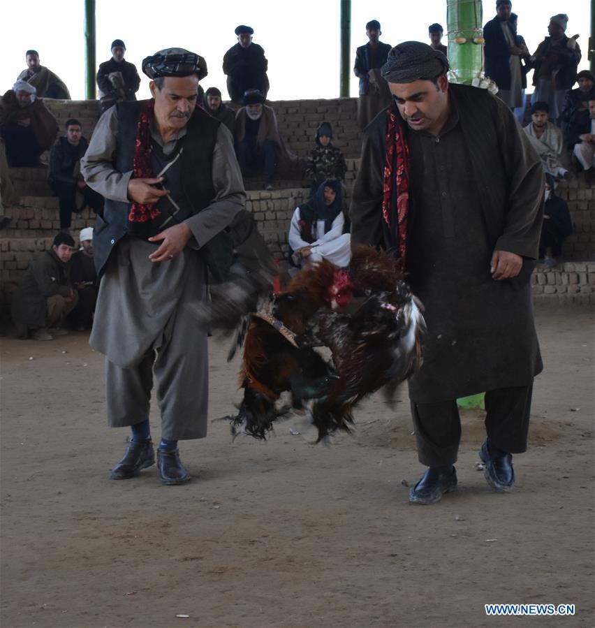 Afghan men watch cockfighting in Mazar-i-S