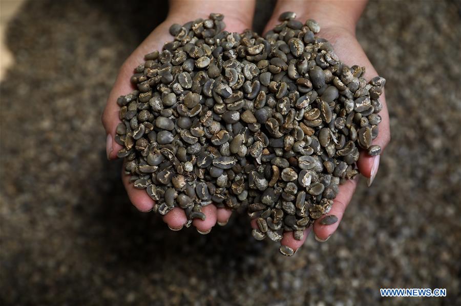 INDONESIA-MEDAN-ARABICA-COFFEE BEANS