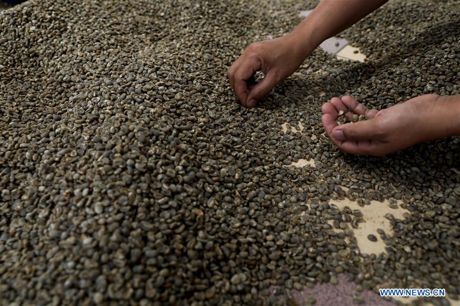INDONESIA-MEDAN-ARABICA-COFFEE BEANS