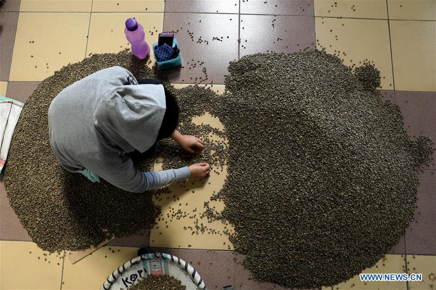 INDONESIA-MEDAN-ARABICA-COFFEE BEANS