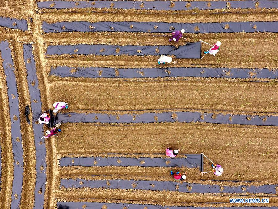 #CHINA-EARLY SPRING-AGRICULTURE(CN)