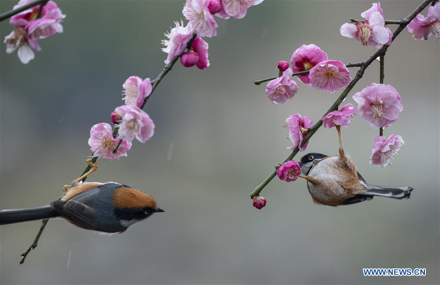 #CHINA-JIANGSU-WUXI-NATURE-PLUM BLOSSOM AND BIRD (CN)