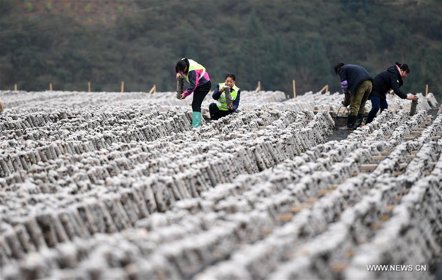 #CHINA-EARLY SPRING-FARM WORK (CN)