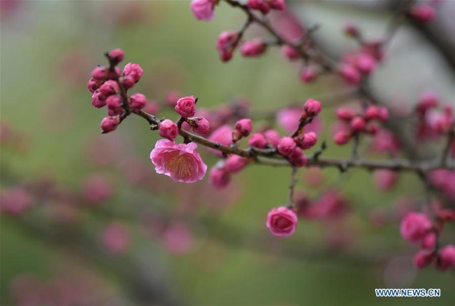#CHINA-HUBEI-ENSHI-SPRING-FLOWERS (CN)