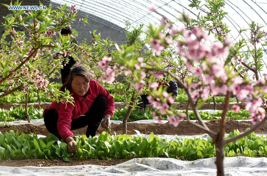 #CHINA-SPRING-AGRICULTURE (CN)