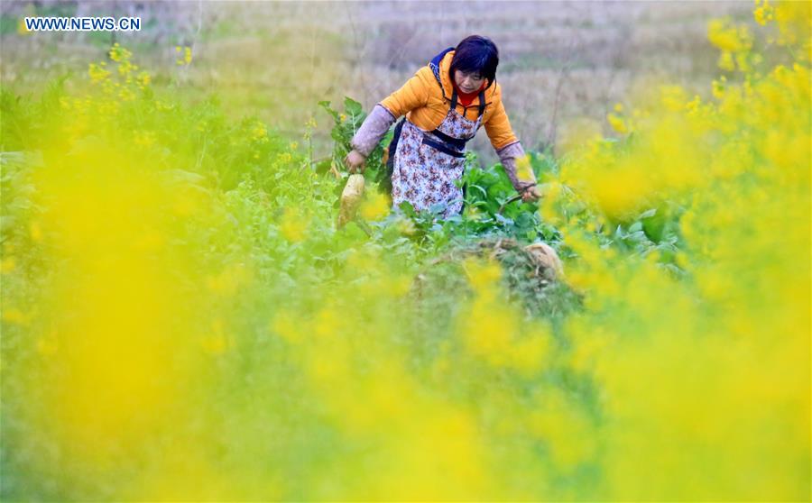 #CHINA-SPRING-AGRICULTURE (CN)