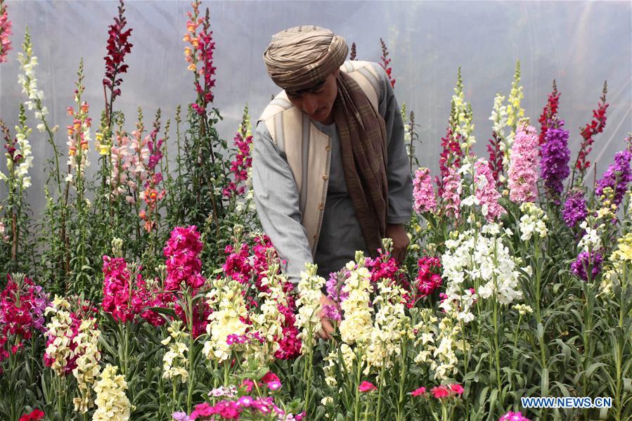 AFGHANISTAN-KANDAHAR-FLOWER SHOP